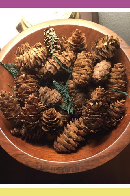PICKING PINE CONES
