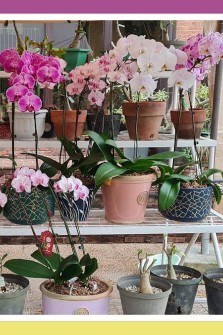 BEAUTIFUL, THERAPEUTIC FLOWERS