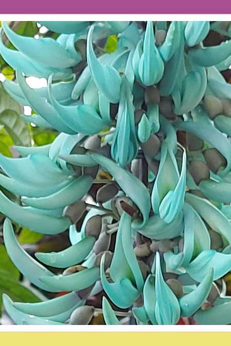 BREATHTAKING JADE VINE PLANT