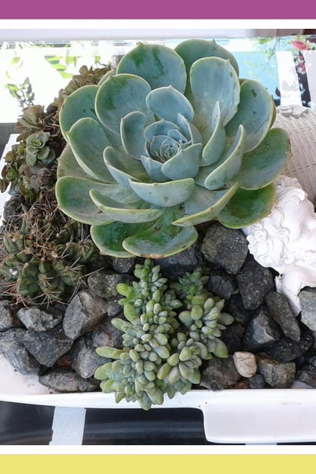 REPOTTING PLANTS WITH SCRAPS