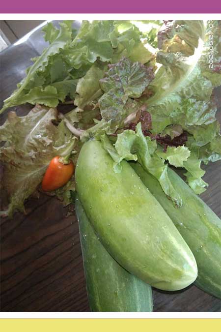HYDROPONIC CUCUMBERS