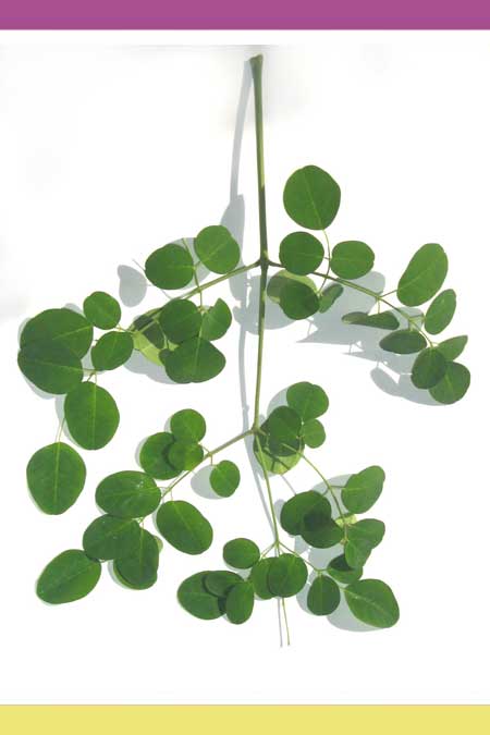 OUR NATIONAL VEGETABLE