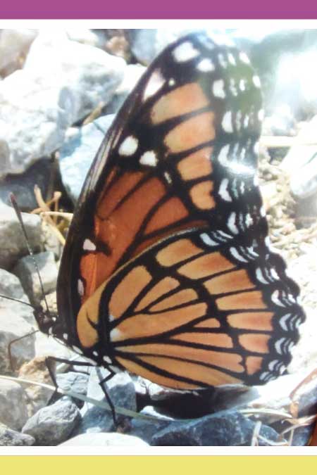 SAVE THE  MARVELOUS MONARCHS (First of 2 parts)