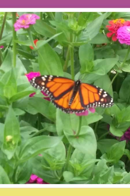 SAVE THE MARVELOUS MONARCHS (Part 2)