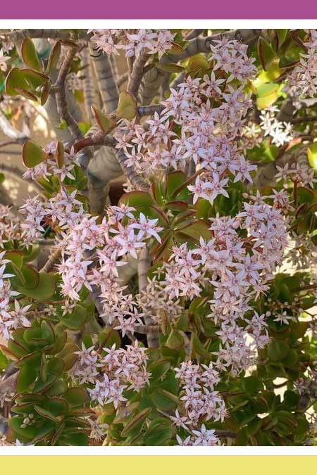 NATURE’S SIGNS IN SUE’S GARDEN