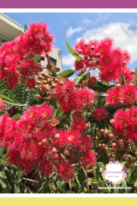 CALLISTEMON VIMINALIS
