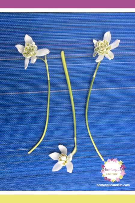 WHIMSICAL SNOWBELLS, CONFUSED FLOWERS, AND CLIMATE CHANGE (First of 2 parts) 