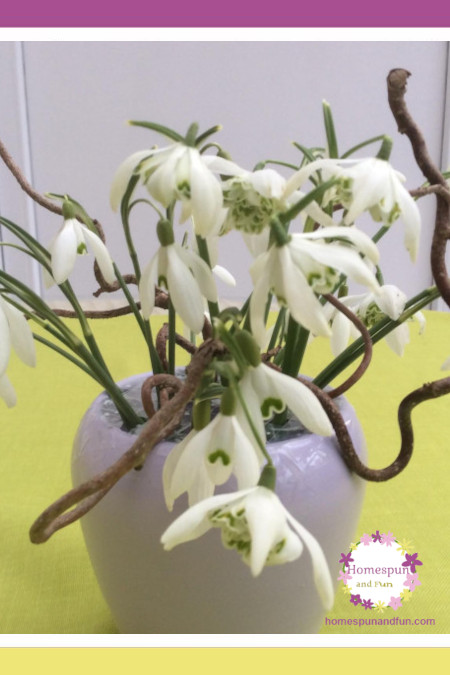 WHIMSICAL SNOWBELLS, CONFUSED FLOWERS, AND CLIMATE CHANGE (last of 2 parts)