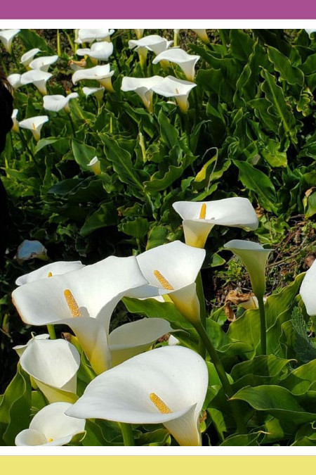 MESMERIZING CALLA LILIES