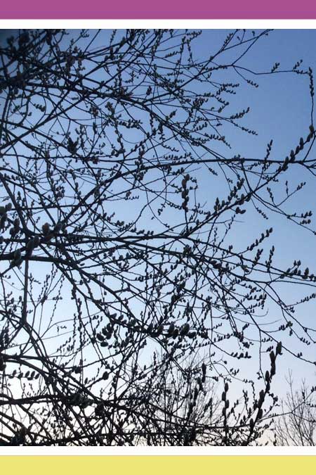 UNDERRATED PUSSY WILLOW