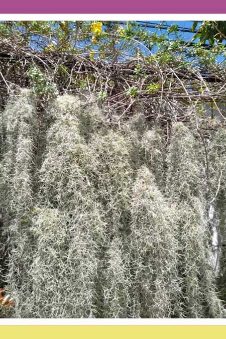 DRAMATIC SPANISH MOSS