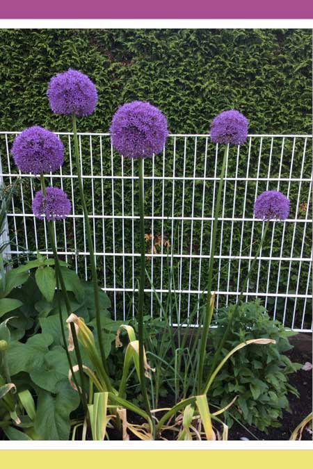 MAJESTIC ALLIUM FLOWERS