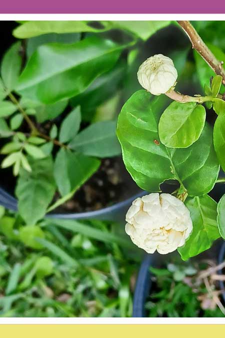 HEAVENLY SAMPAGUITA AND KAMPUPOT