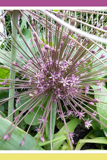 SPECTACULAR SCHUBERTII