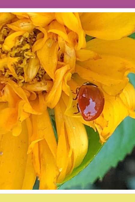 LADYBUGS…GOOD BUGS