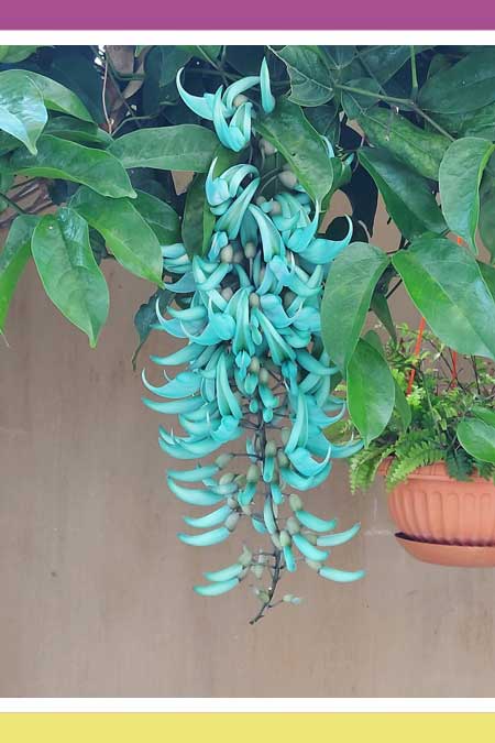 PROPAGATING JADE VINE PLANT