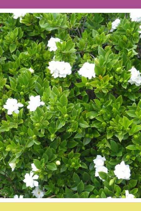 WINNIE’S WILD GARDENIA (ROSAL) 