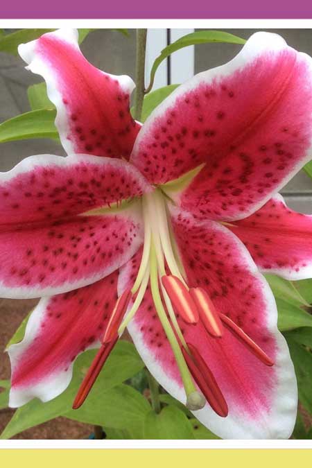 GLAMOROUS STARGAZERS