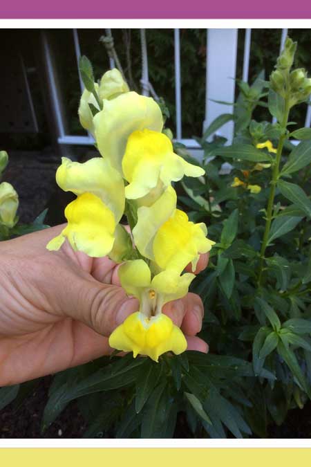 ENCHANTING SNAPDRAGONS