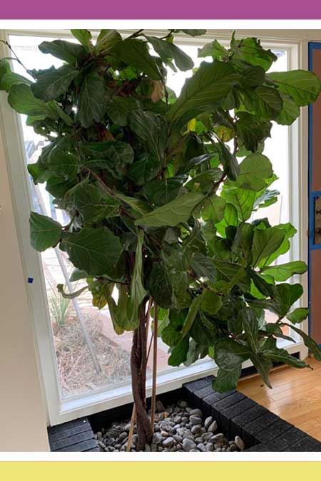 HEIRLOOM FIDDLE LEAF FIG TREE