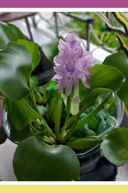 HARMFUL YET USEFUL WATER HYACINTH