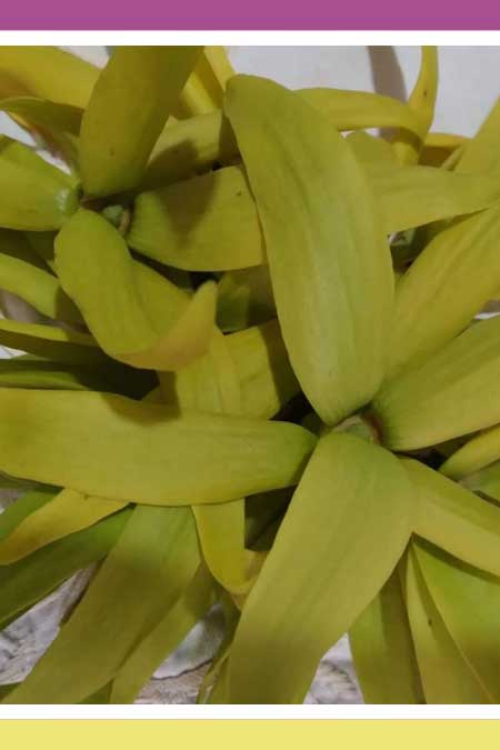 MESMERIZING YLANG-YLANG 