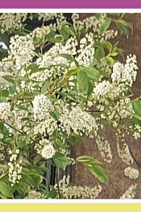 DELIGHTFUL JAPANESE LILAC