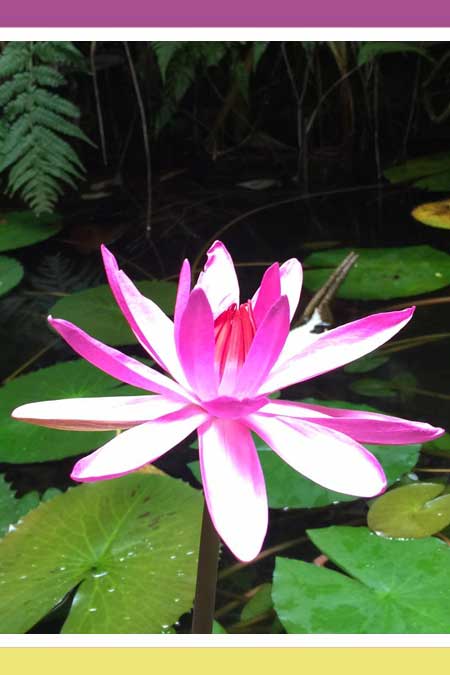 SERENE LOTUS