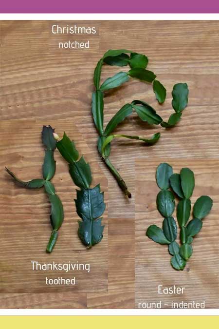 EYE-CATCHING CHRISTMAS CACTUS