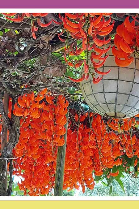 MAGNIFICENT SCARLET JADE VINE