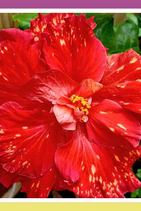GORGEOUS  HIBISCUS