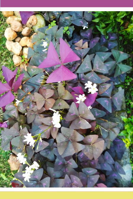 DAINTY OXALIS
