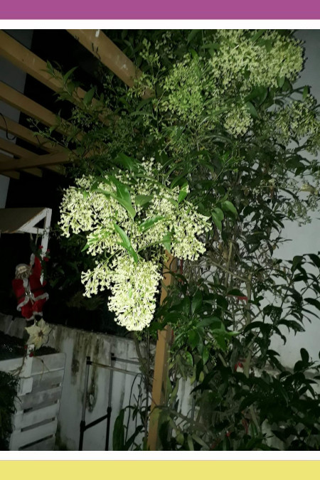 ROUSING DAMA DE NOCHE