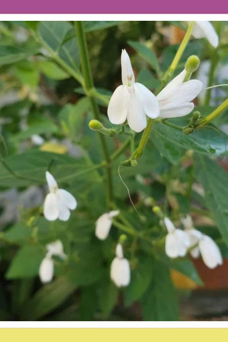 EXCEPTIONAL SNAKE JASMINE (TAGAK-TAGAK)