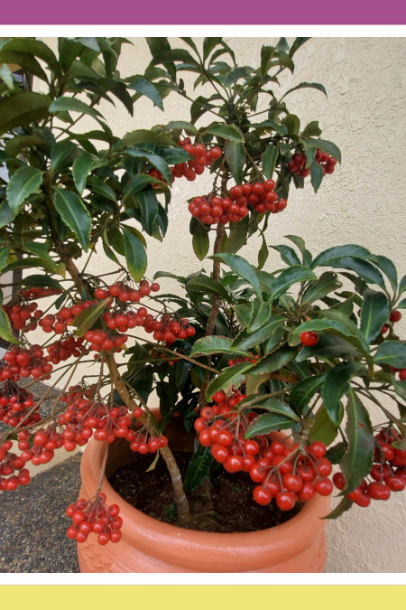 FESTIVE CHRISTMAS BERRIES