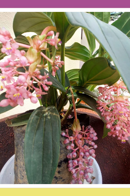 ASTOUNDING MEDINILLA MAGNIFICA
