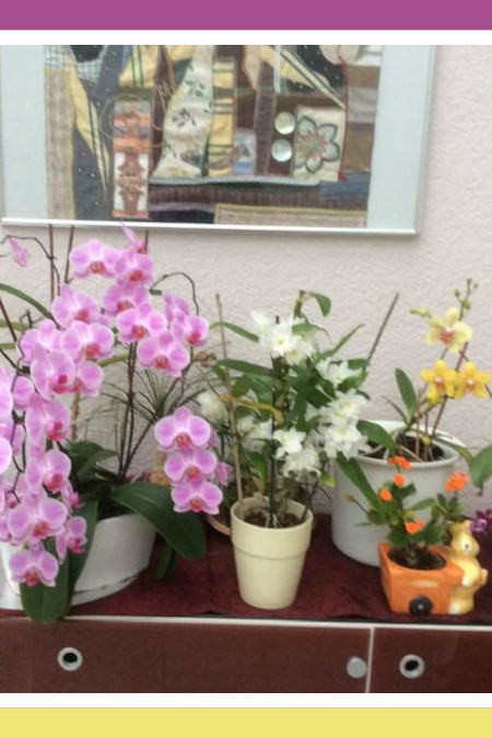 ELEGANT PHALAENOPSIS