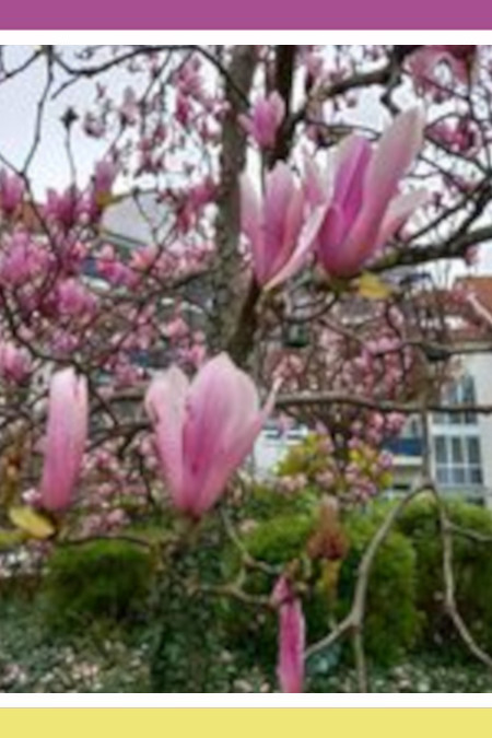 STUNNING MAGNOLIA