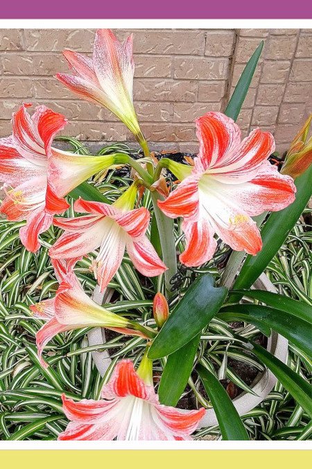 FABULOUS AMARYLLIS