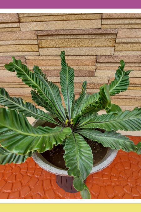 FRILLY JAPANESE BIRD’S NEST FERN