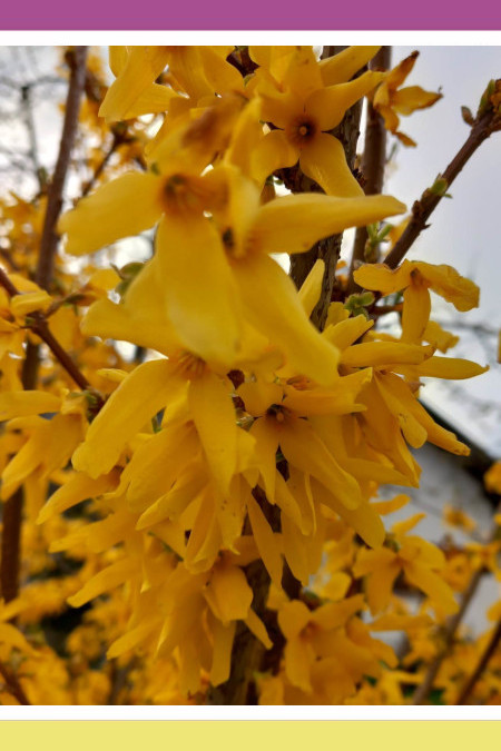 WEEPING FORSYTHIA