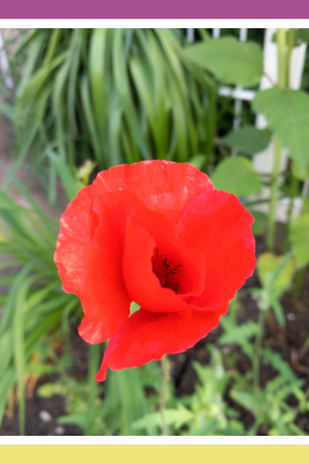 CAPTIVATING MOHN