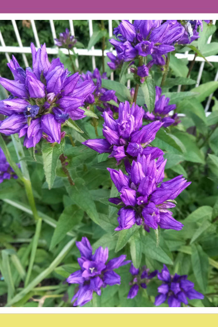WINNING WILLOW GENTIAN