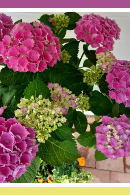 ZITA’S MULTICOLORED HYDRANGEAS