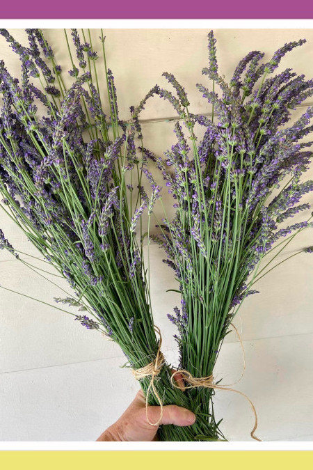 UPLIFTING LAVENDER