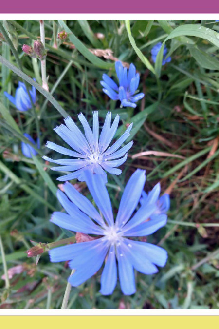 UNSUNG BLUE DANDELIONS