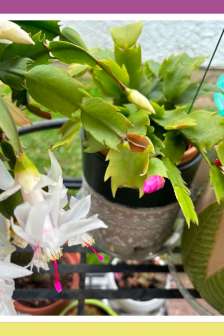 CHRISTMAS CACTUS