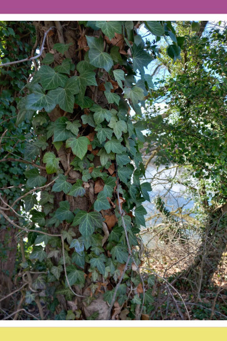 ENGLISH IVY…BE WARY