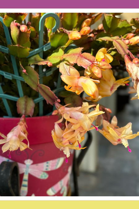 NOVEMBER’S EXOTIC BLOOMS