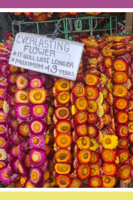 RESILIENT BLOSSOMS: EVERLASTING FLOWERS